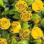 yellow - 2pcs