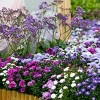 Van Zyverden 5ct Aster White Ladies Roots - 4 of 4