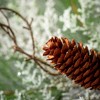 15"H Sullivans Mixed Cedar & Pine Christmas Mini Wreath, Green - 2 of 3