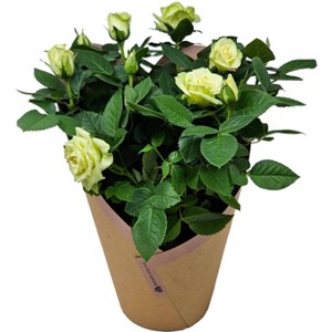 Live 6" White Mini Rose Versa Houseplant - Spritz™ - 1 of 1