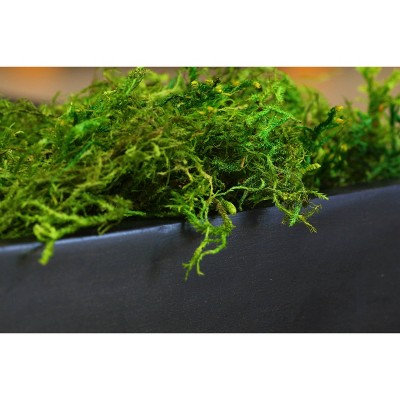 Green Preserved Forest Moss Decorative Filler