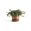Ecopots Antwerp Mini Durable Modern Round Indoor/Outdoor Recycled-Based Composite Flower Pot Planter - 4 of 4