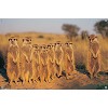 Trends International Meerkat Unframed Wall Poster Prints - 4 of 4