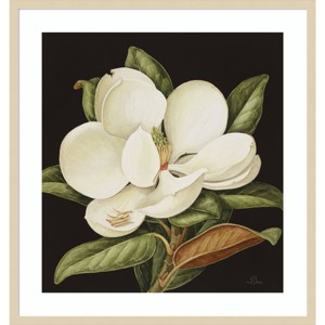 31" x 33" Magnolia Grandiflora 2003 by Jenny Barron Wood Framed Wall Art Print - Amanti Art: Contemporary Botanical Lithograph, Hardwood Frame - 1 of 4