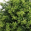 NAYSAYE Planter 90cm Artificial Boxwood Cone Tree Faux Shrub for Indoor Outdoor Garden, Green, 10.6"*10.6"*35.4" - 4 of 4