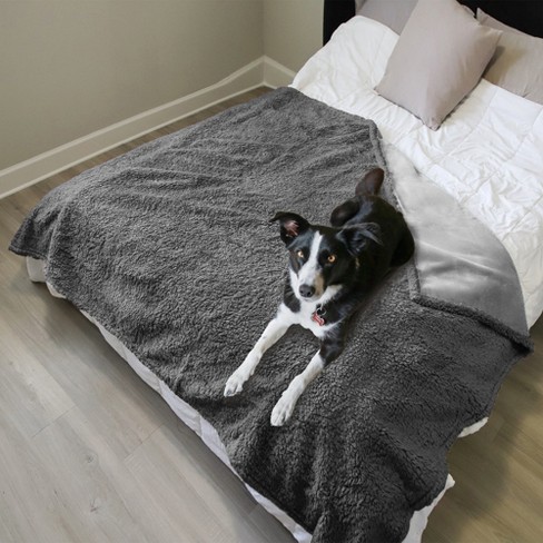 Dog covers best sale owner with blanket