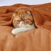 Bedsure Flannel Blanket – Solid Color Plush Throw, Ultra Soft and Fuzzy, 300GSM Lightweight Cozy Blanket for Bed or Sofa - 3 of 4