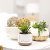 Pavilion Gift Company - Blessed - 5" Artificial Potted Plant - Artificial Plants - 2 of 4