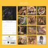 2026 Square Wall Calendar, Big Cats, 16-Month Animals Theme with 180 Reminder Stickers (12x12 In) - 4 of 4