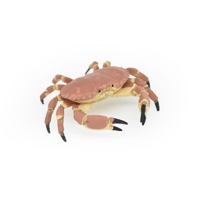Collectible Wildlife Gifts | Crab, Dungeness Crab, Museum Quality, Rubber, Crustaceans, Realistic, Hand Painted,  Figurine,  Gift,   3" CWG253B 240 - 1 of 4