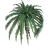 Floral Home 82" Boston Fern with 77 Lifelike Fronds - 2-Piece - 4 of 4