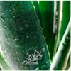 Herbal Essences bio:renew Hemp + Potent Aloe Sulfate Free Shampoo Frizz Control - 13.5 fl oz - image 3 of 4