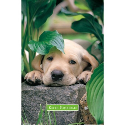 Trends International Keith Kimberlin - Puppy - Lazy Days Unframed Wall Poster Prints