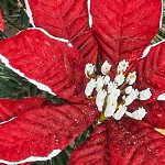 red dendrites