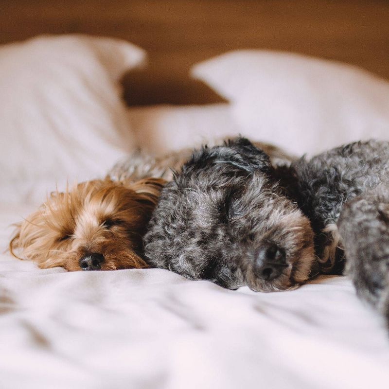 Basics Down Alternative Comforter - Pet Agree, 6 of 7