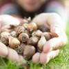 25ct Galanthus Snowdrops Bulbs - Van Zyverden - 3 of 4