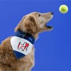Pavilion Gift Company - Canada - 12" x 8" Canvas Slip on Pet Bandana - Pet Apparel Accessories - 3 of 4