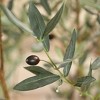 8ft UV Resistant Artificial Olive Tree with Grey Tall Planter, Fake Olive Tree for Indoor Outdoor Home Decor, Big Faux Plants - 3 of 4