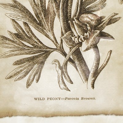 Set of 6 Vintage Botanical Framed Prints with Black and Gold Accents