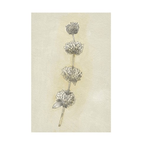 Trademark Fine Art - Katie O'shea Seed Pods Study I Canvas Art - 22 X ...