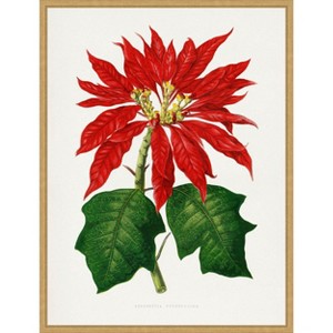 Amanti Art Poinsettia Pulcherrima Leaf Illustration by Pictufy Canvas Wall Art Print Framed - 1 of 4