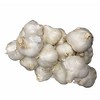 Morel Distribution Co | Elephant Garlic (Ajo Elefante) Sorted Bulbs! Great for Fall Planting! Different Sizes! (1 LB) - 3 of 4