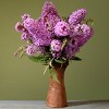 National Plant Network Live Outdoor Pink Delight Buddleia Plant - 1ct 1gal - 3 of 4