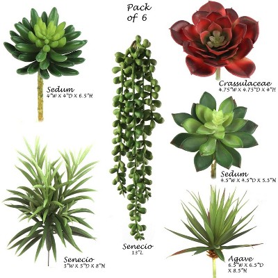 Floral Home Succulent Assortment - 6-Piece