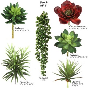 Floral Home Succulent Assortment - 6-Piece - 1 of 4