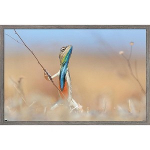 Trends International The Comedy Wildlife Photography Awards: Anup Deodhar - Rockstar Framed Wall Poster Prints - 1 of 4