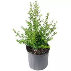 Holly 'Steeds' 2.25gal U.S.D.A. Hardiness Zones 5-9 - 1pc - National Plant Network