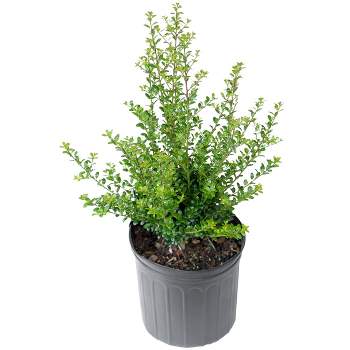 Holly 'Steeds' 2.25gal U.S.D.A. Hardiness Zones 5-9 - 1pc - National Plant Network