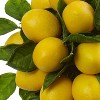 Lemon Topiary Arrangement - 18" Decorative Ball Plant with Faux Lemons & Greenery in Pot - 2 of 4