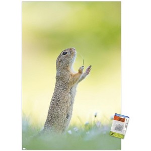 Trends International The Comedy Wildlife Photography Awards: Perdita Petzl - Conducting Unframed Wall Poster Prints - 1 of 4