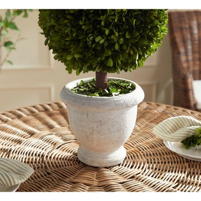 Preserved Boxwood Topiary in White Ceramic Pot
