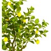 Artificial Tree - Faux 60" Potted Lemon Tree - FXP2011 - Green/Yellow - Safavieh - 3 of 4