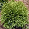 National Plant Network Live Outdoor Globosa Nana Cryptomeria Plant - 1ct 2gal - 2 of 4