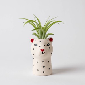 Funky Grasslands Cheetah Plant - Good Little Garden™ - 1 of 3