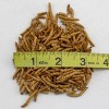 Soil Sunrise 1oz Carnivorous Plant Food Dried Mealworms, for Feeding Carnivorous Plants - 3 of 4