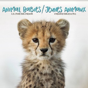 Trends International 2026 Animal Babies Bilingual French 12"x12" Wall Calendar - 1 of 4