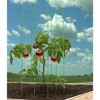 The Lakeside Collection Set of 3 47" Tomato Towers - 3 of 3