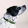 Diphda Olive Cactus Leather Dog Collar - 3 of 3