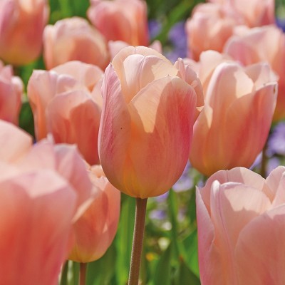 Tulips Apricot Beauty Set of 12 Bulbs - Pink - Van Zyverden