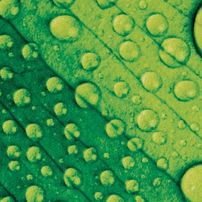 pad leaf raindrop