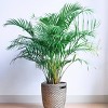 National Plant Network Live Indoor/Outdoor Majesty Palm Plant - 1ct 2.5qt - 3 of 4