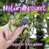 Dried Pitted Prunes Unsweetened by It's Delish, 3 Lbs Jumbo Container - 4 of 4