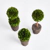 Plum & Post Boxwood Mini Topiary Drop-Ins Set of 3 - 4 of 4