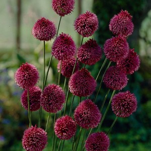 Set of 25 Allium Sphaerocephalon Bulbs - Van Zyverden - 1 of 4