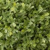 36"Artificial  Mini Tea Leaf One-Ball - National Tree Company - 3 of 3