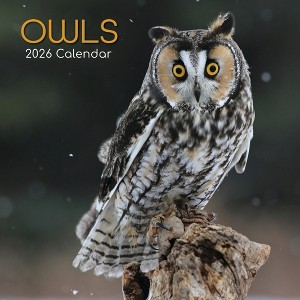 2026 Square Wall Calendar, Owls, 16-Month Animals Theme with 180 Reminder Stickers (12x12 In) - 1 of 4